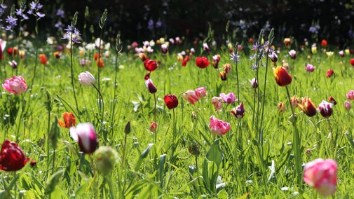 Bright tulips in the orchard at Dyrham Park, south Gloucestershire